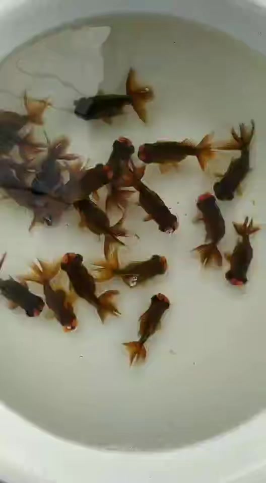 紫龙睛绒球7cm左右