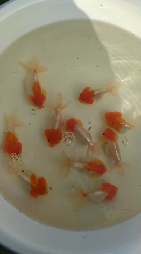 萌萌哒猫狮金鱼。