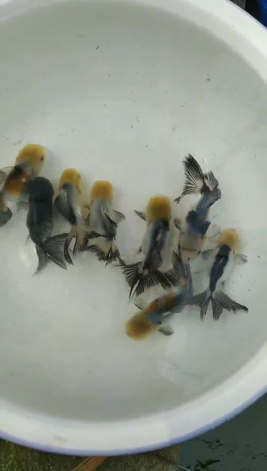 黑白国狮金鱼10cm左右