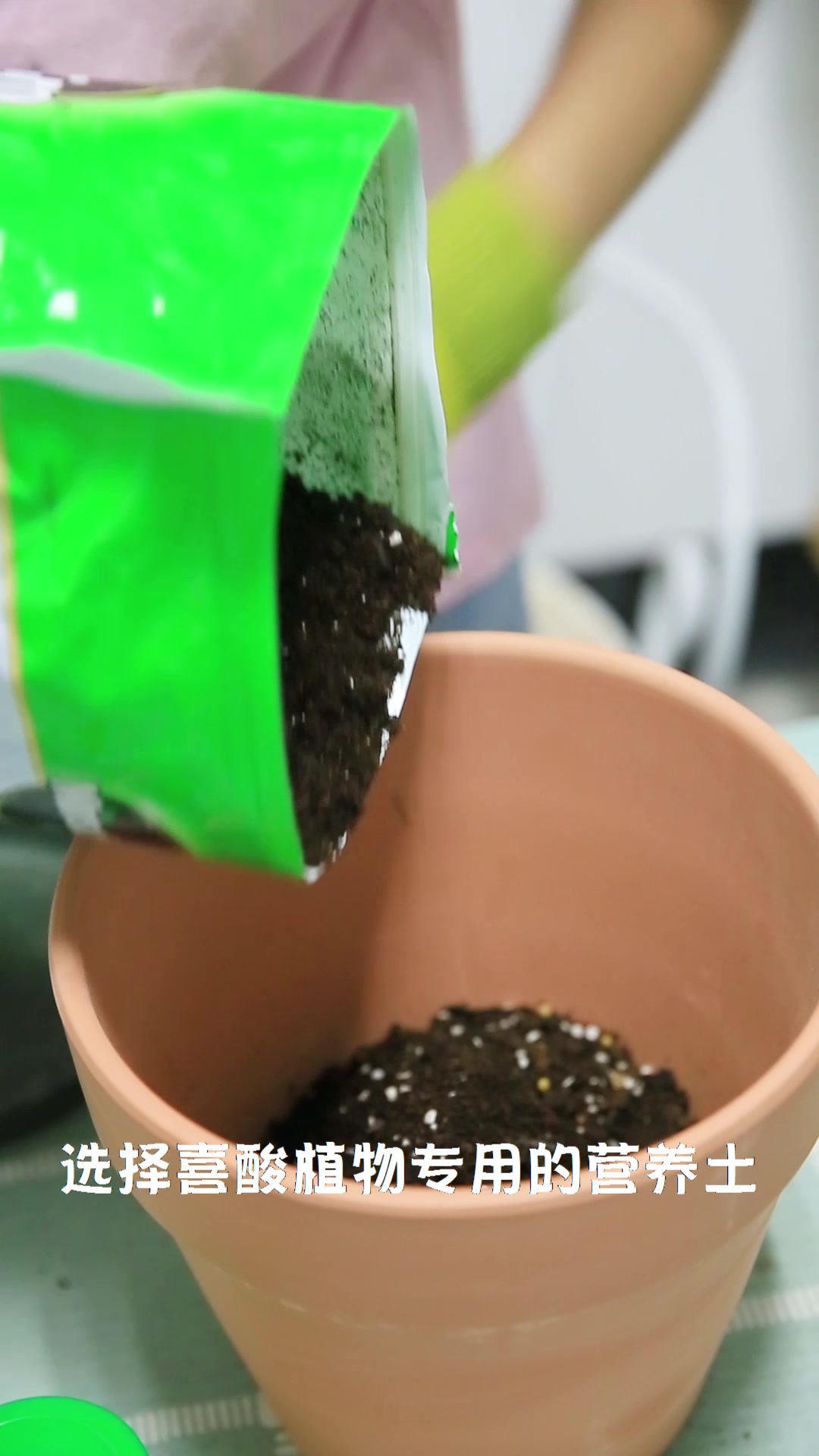 网购带花苞的茶花,开花关键看换盆