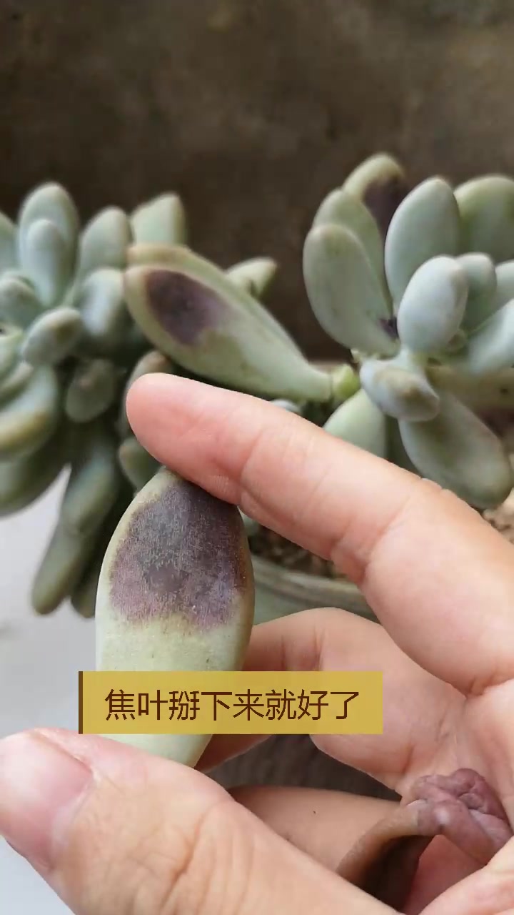秋老虎真恐怖,老多肉白美人被烤成“黑美人”,还能看吗?