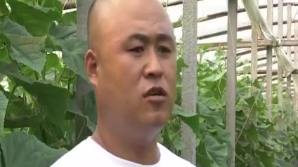 【探访“蔬菜之乡”山东寿光,9月菜价能不能稳得住?】中秋和国庆两大节日即将到了,近期蔬菜价