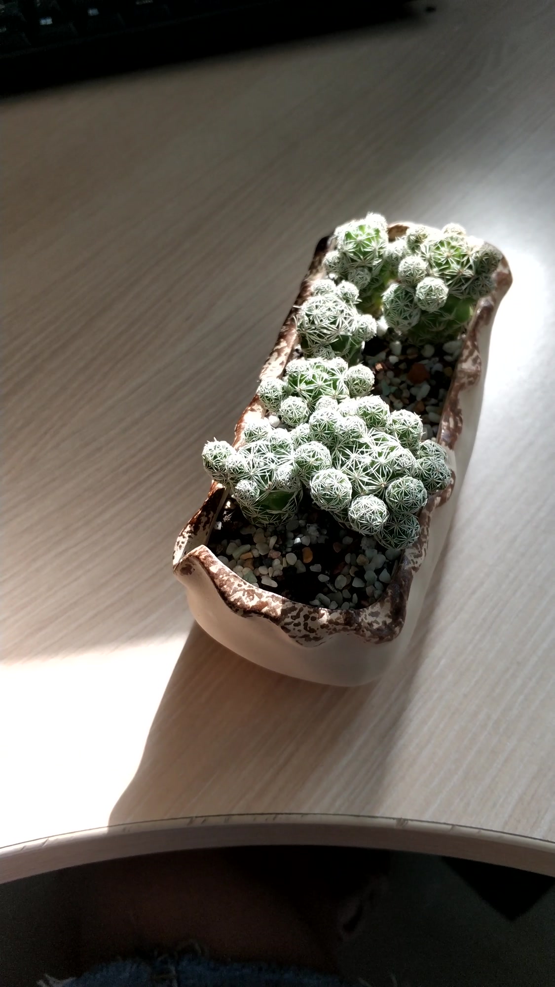 多肉植物白鸟,不会飞的那种,朋友了解一下?