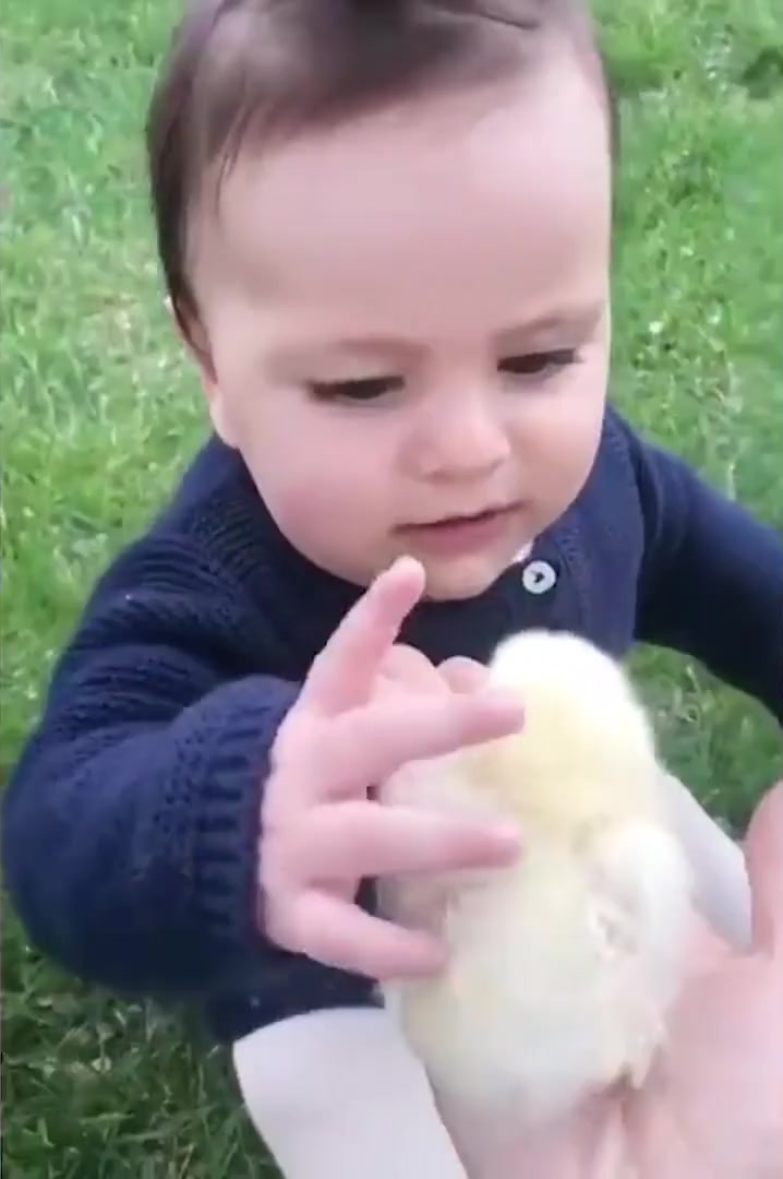 妈妈给宝宝买了一只小鸡仔,接下来小娃的动作,爸妈都傻眼了