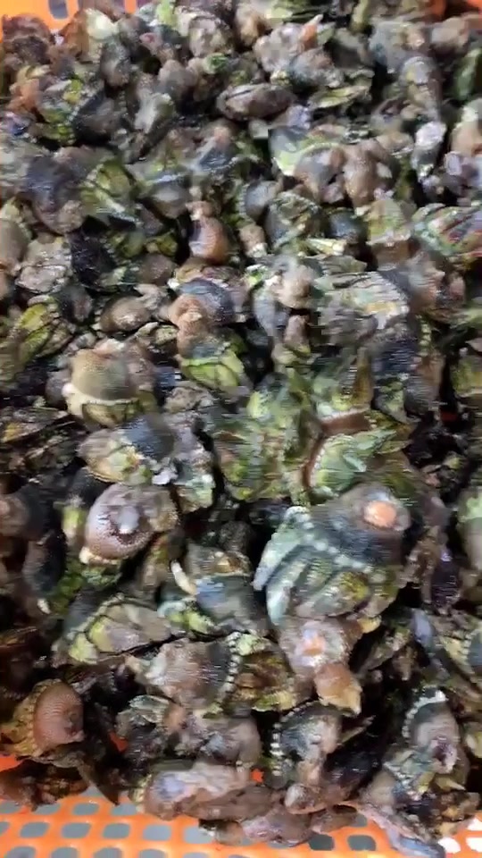 笔架,一道产量极少的海鲜。
