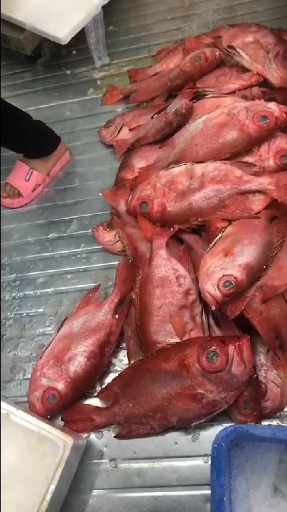 大眼鸡鱼-野生深海刺身鱼