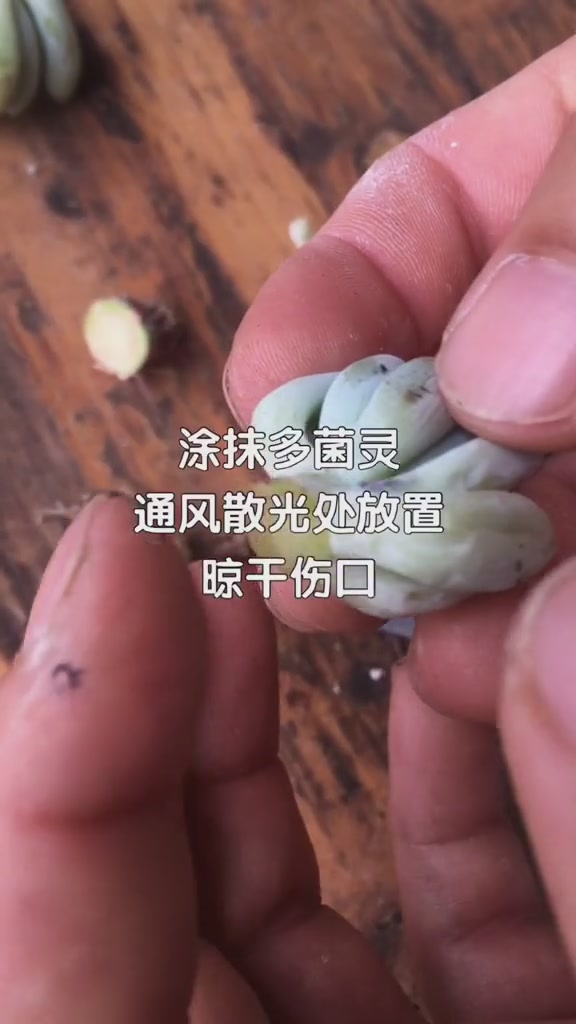 多肉养护,黑腐烂根处理全过程,赶紧拿起小本本记起来!