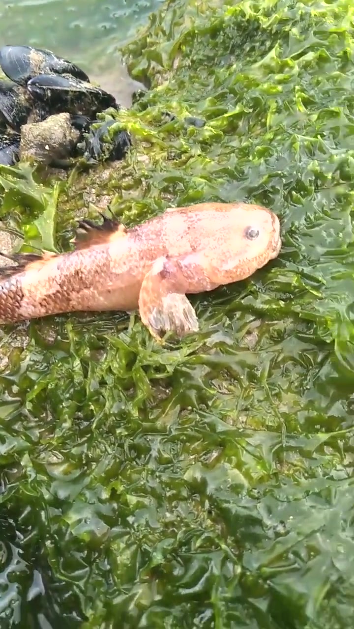 沙滩上捡鱼,没想到逮到了一个小家伙,头竟比身子都要大!