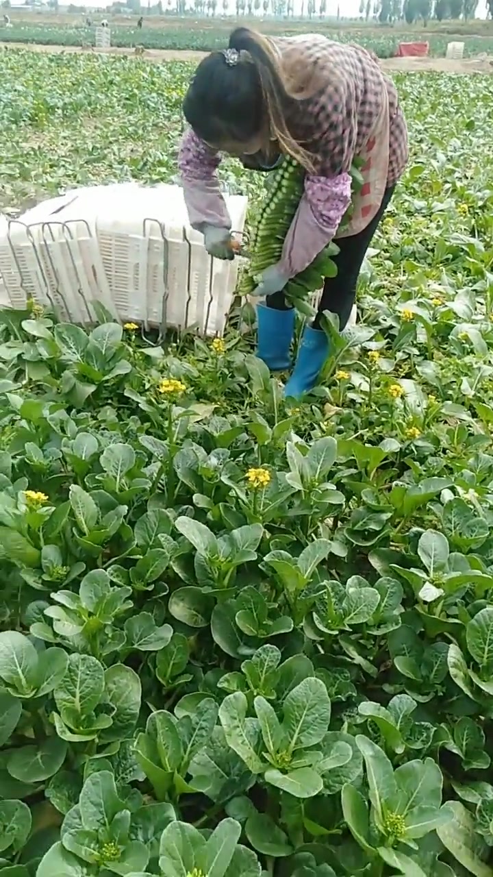 大姐割油菜的速度真快,一根根的摆好,干活真利索