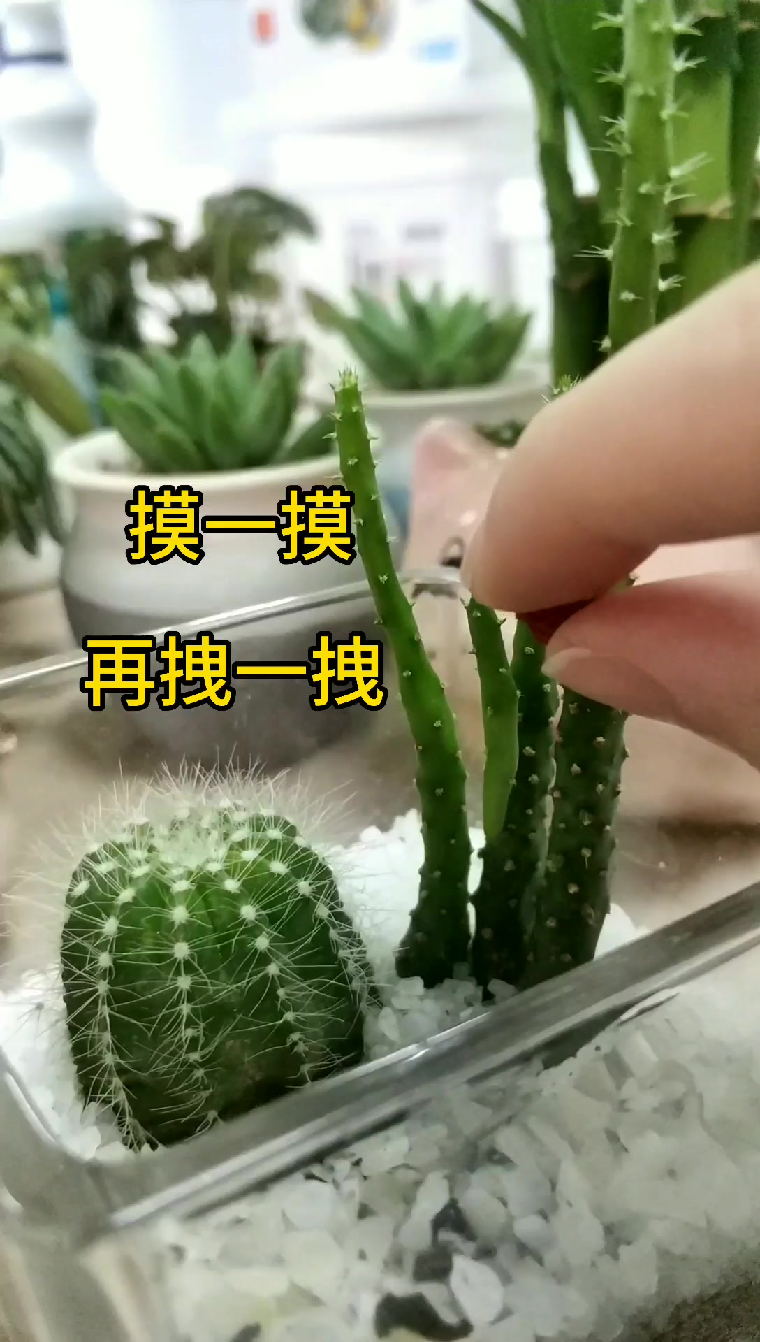 买多肉那些年掉过的坑——这花居然是假的你敢信?!
