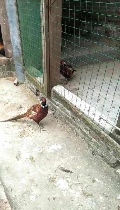 白色山鸡还是挺不错