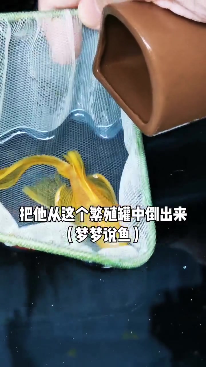 第一次见鱼产卵繁殖!居然是公鱼照顾孩子!鱼卵挖出来真是开眼了