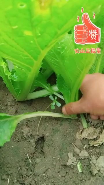大白菜一旦有了这个症状,我教你们改善,家里地里白菜都是这样的