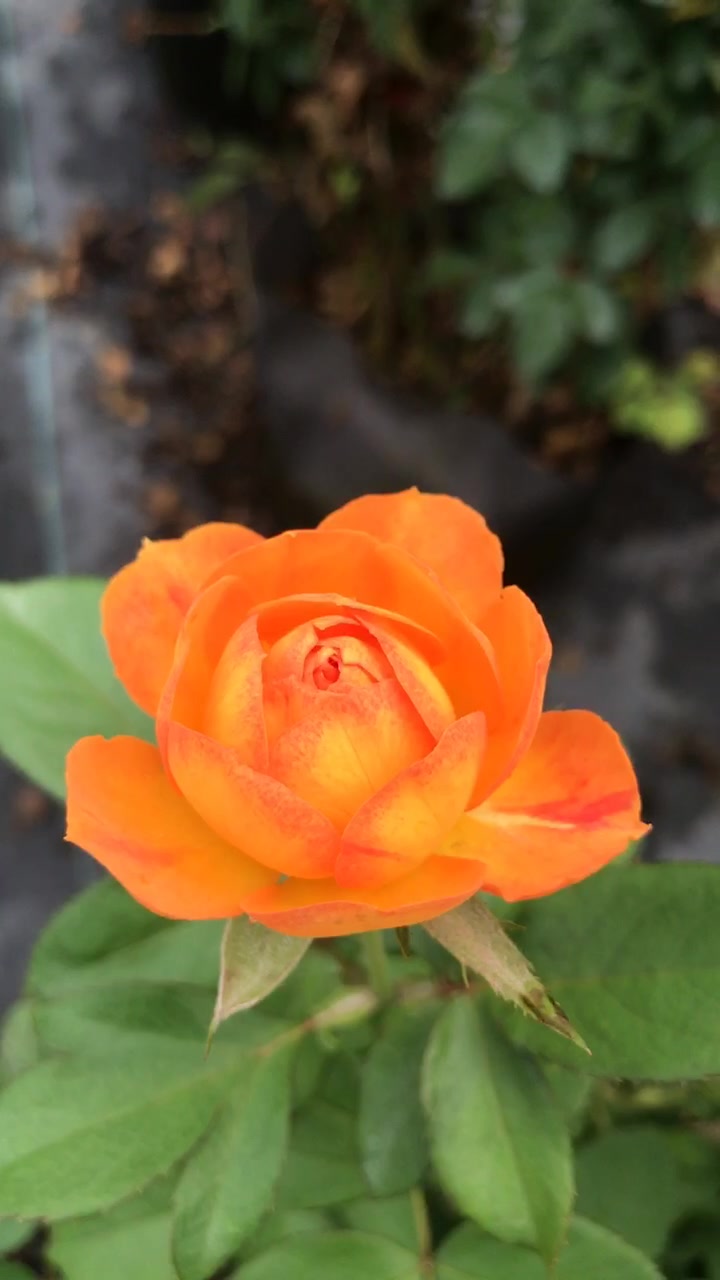 藤本蜂蜜焦糖月季爬藤庭院植物