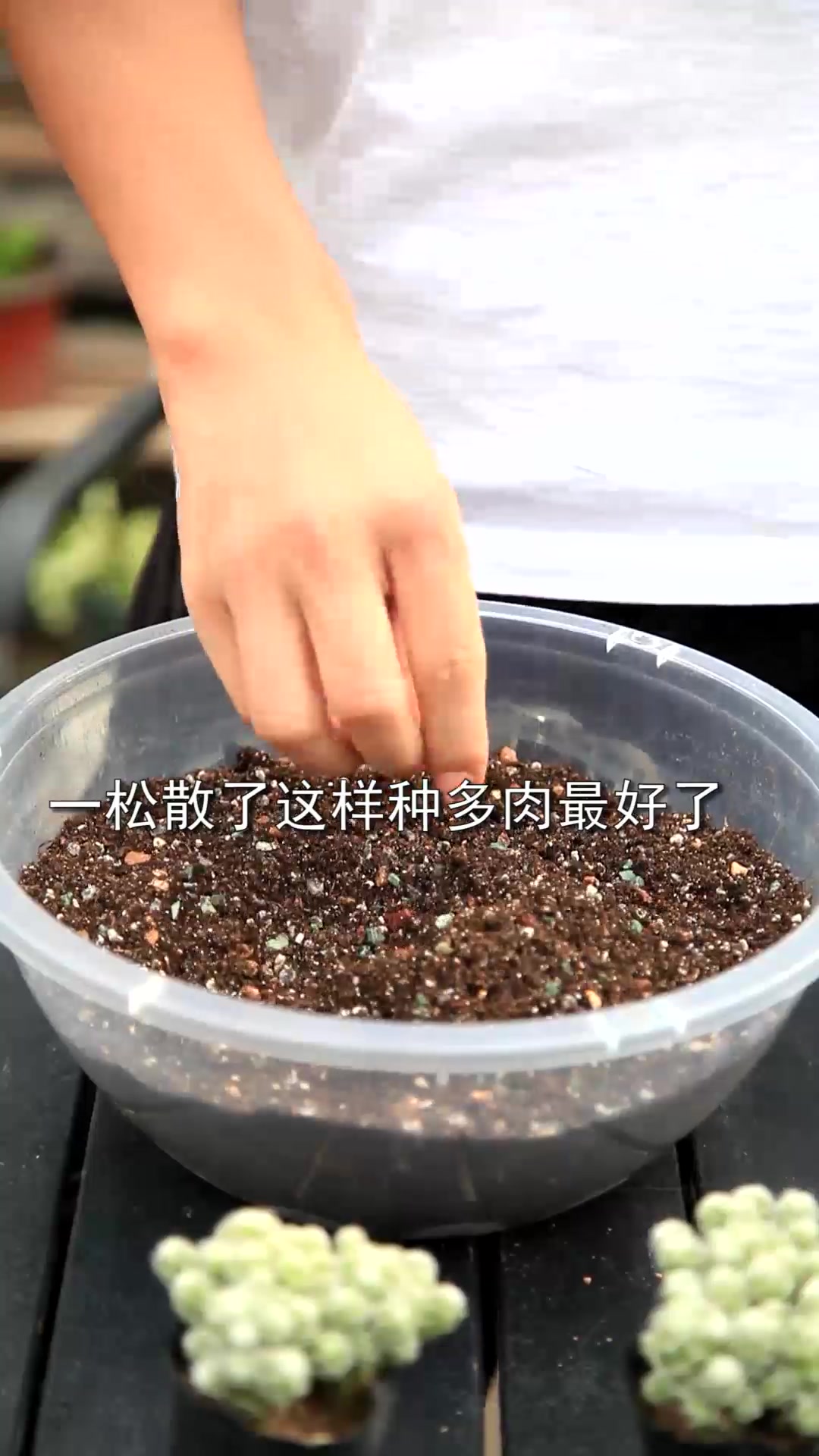 多肉白鸟上盆,最终效果相当温馨,仿佛回到童年