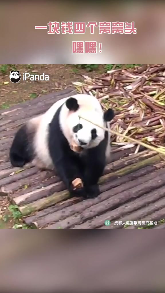 窝窝头窝窝头一块钱四个嘿嘿!国宝的窝窝头了解一下