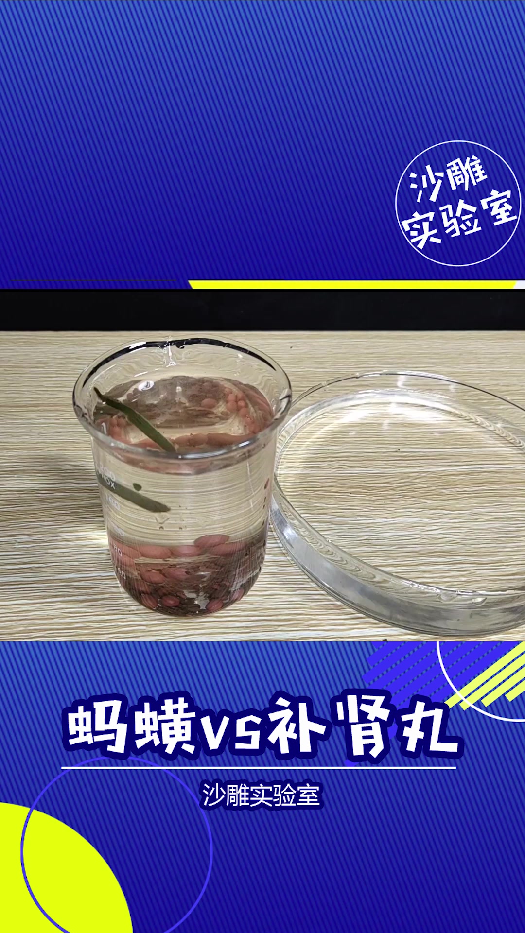 你没见过的沙雕实验,水蛭遇上补肾丸会发生什么?