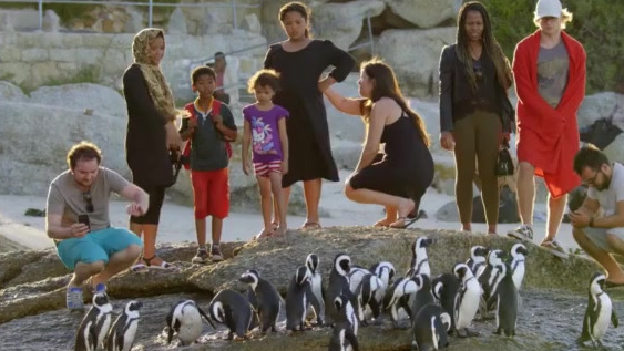 斑嘴环企鹅实行一夫一妻制,它们一生只有一个伴侣。每天,雄企鹅“通勤”去海边捕鱼,雌企鹅留在