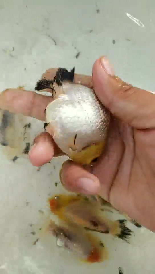 三色短尾泰狮金鱼
