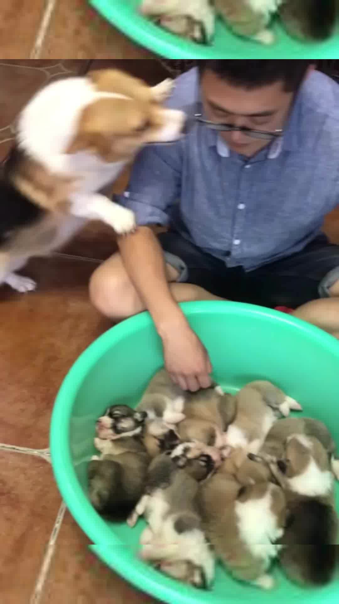 准备做一顿狗肉火锅,这只狗妈妈确实不错,竟然还给帮忙!