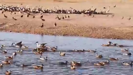 【查干湖不只有冬捕,一年四季都是游览好时节】吉林松原查干湖野鸭岛上,成群结队的水禽鸣叫着、