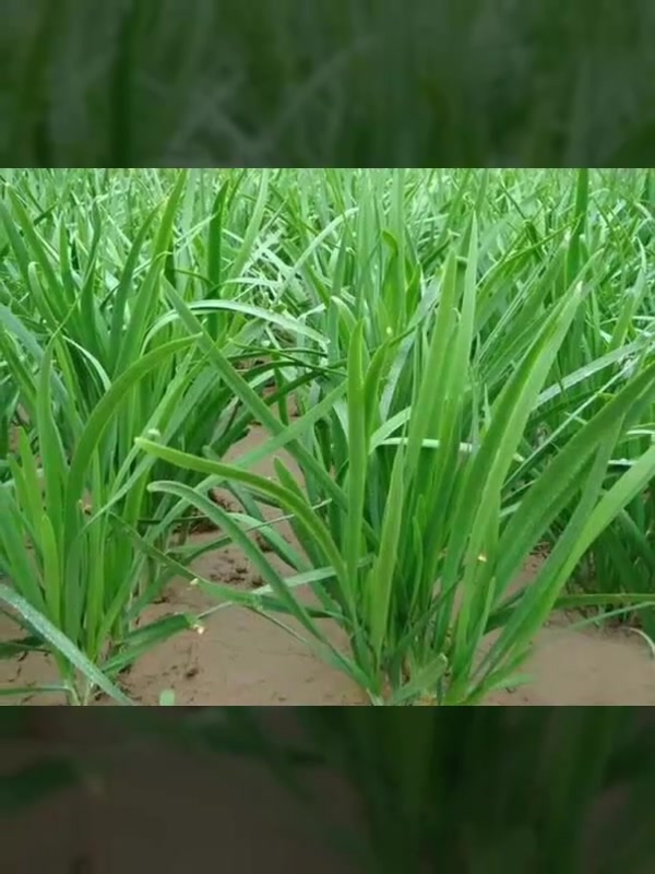适合大棚种植的几种蔬菜