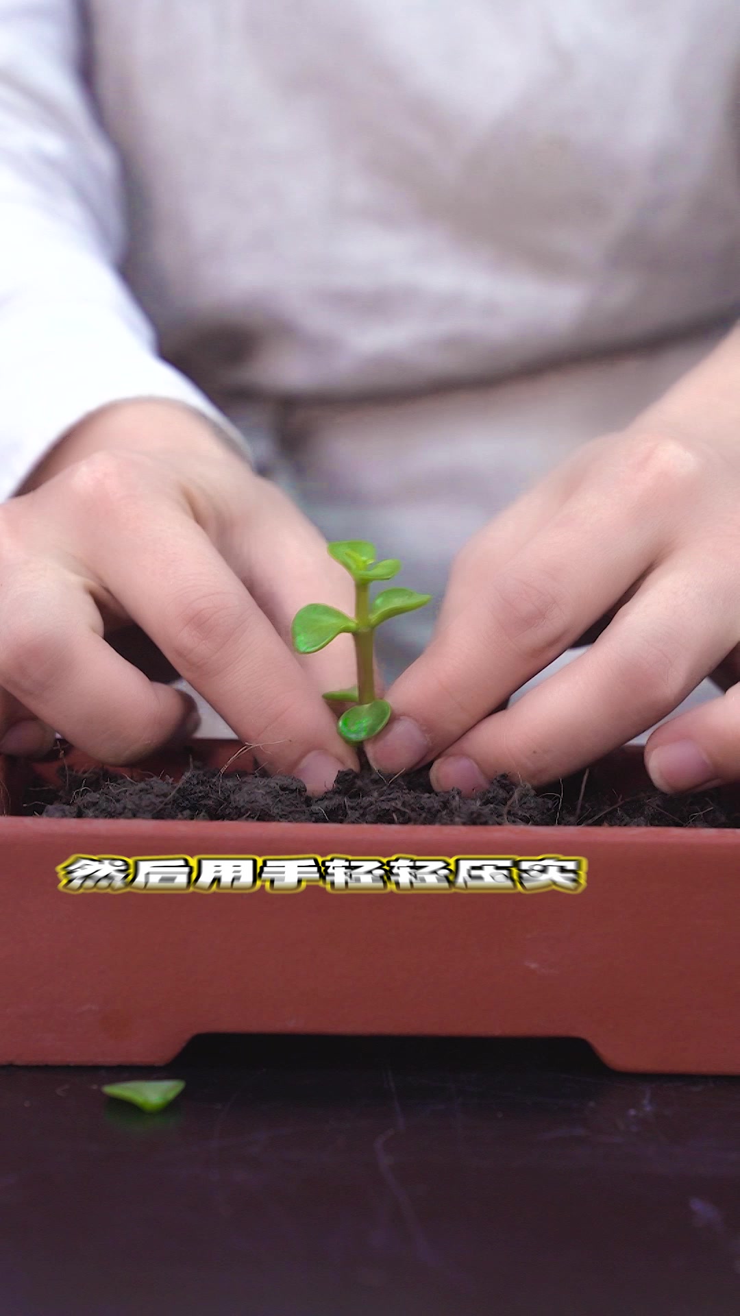 多肉植物也能以小博大!金枝玉叶的扦插繁殖
