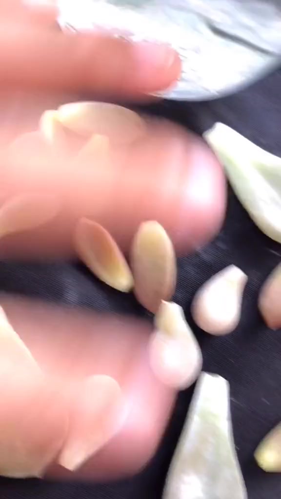 叶插小妙招,水培多肉,水诱生根法