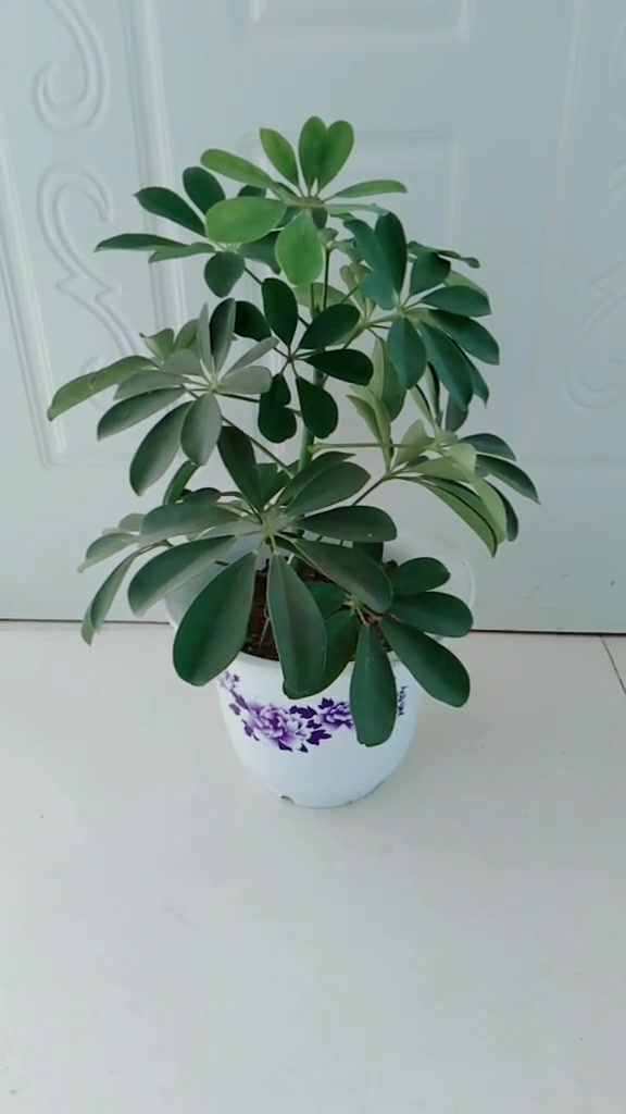 发财树还是比较好养的,只要不做错这三点,保证越养越茂盛