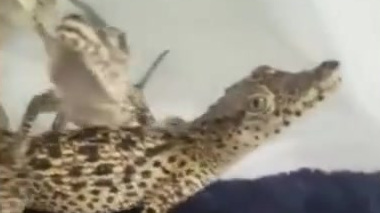 【鳄鱼是怎么发出叫声的?】 幼年鳄鱼是依靠呼吸道发声,镭射音只是其中的一种,寻求食物或向同