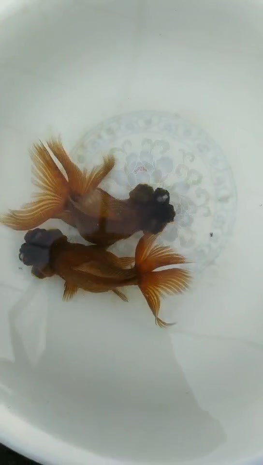 紫龙睛绒球金鱼红球的多,紫绒球黑球有喜欢的吗?