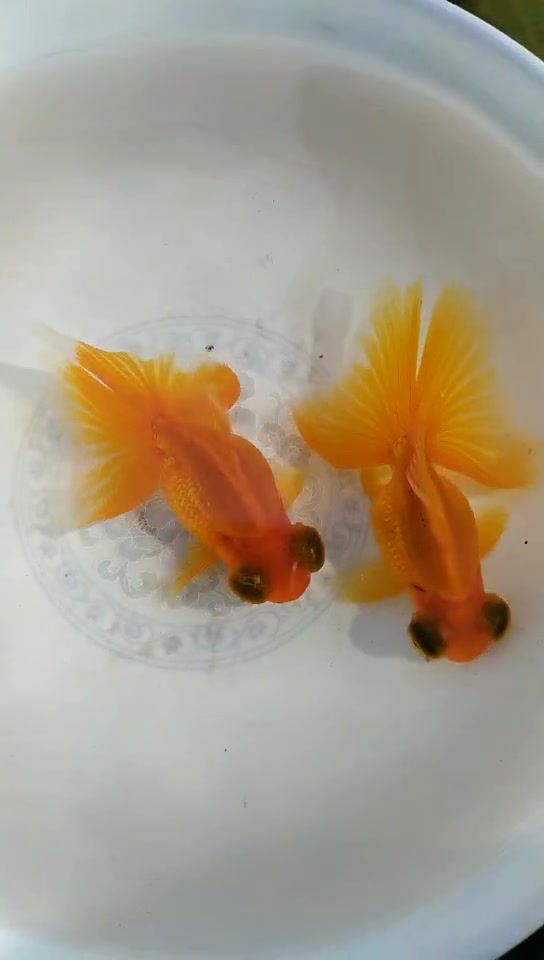 红色蝶尾金鱼,10cm左右