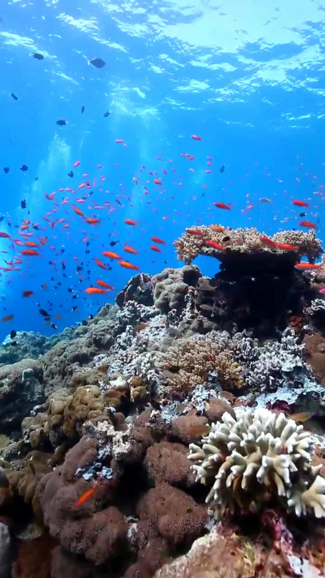 大海里的动态壁纸送给你