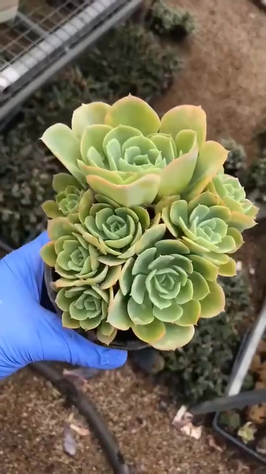 最美的季节最美的你。多肉-柠檬玫瑰