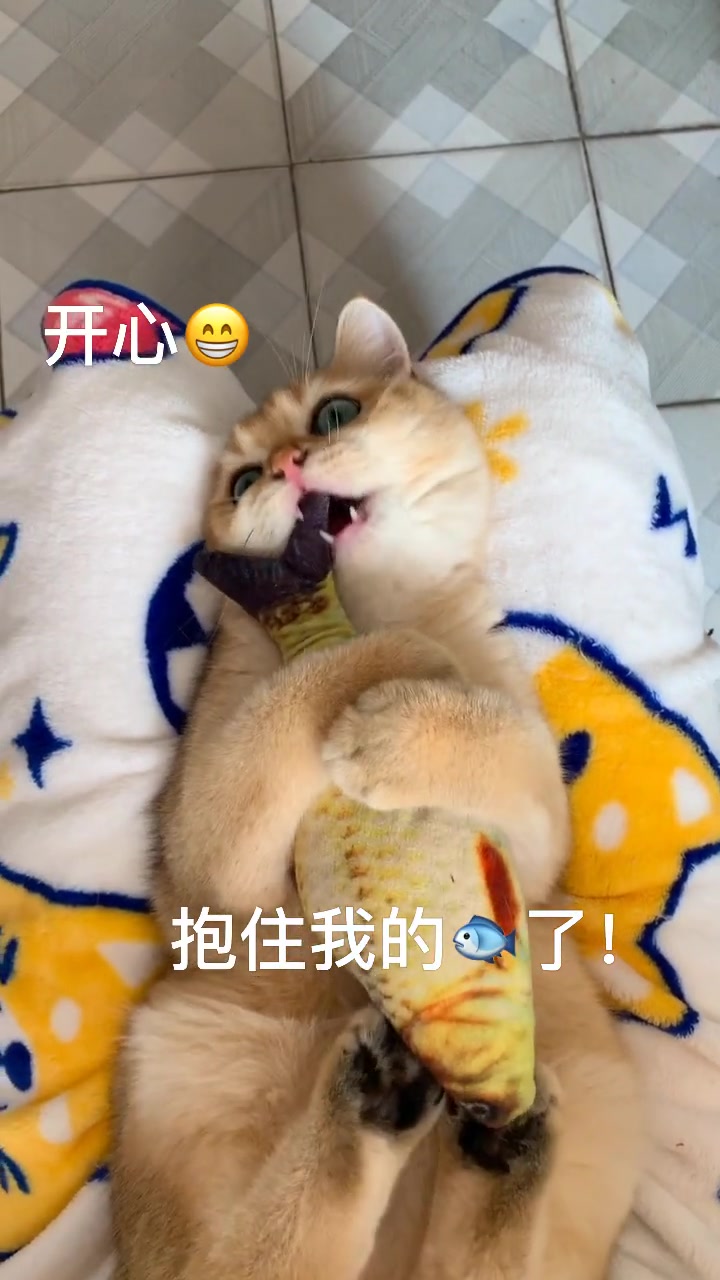 小猫咪抱着它的鱼娃娃就不撒手了,开心的不得了,太可爱了!