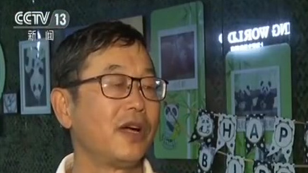 【一起祝“月月”“半半”“雪宝”生日快乐】4日,在上海野生动物园,3岁的大熊猫月月、半半,