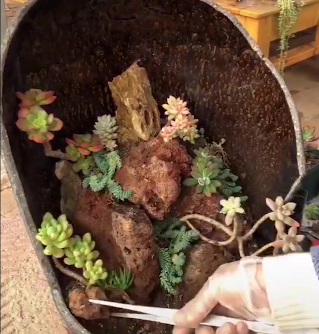 19颗多肉植物+1个破花盆=漂亮多肉组合盆栽的艺术品