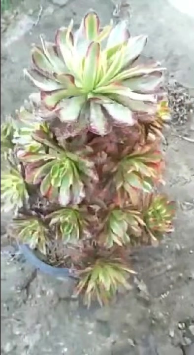 红覆轮有爱的柠檬水