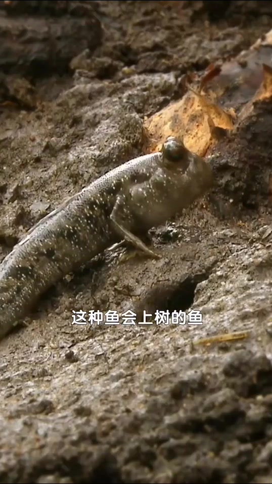 居然还有这种鱼,不爱呆水里喜欢爬树,这都还能存活