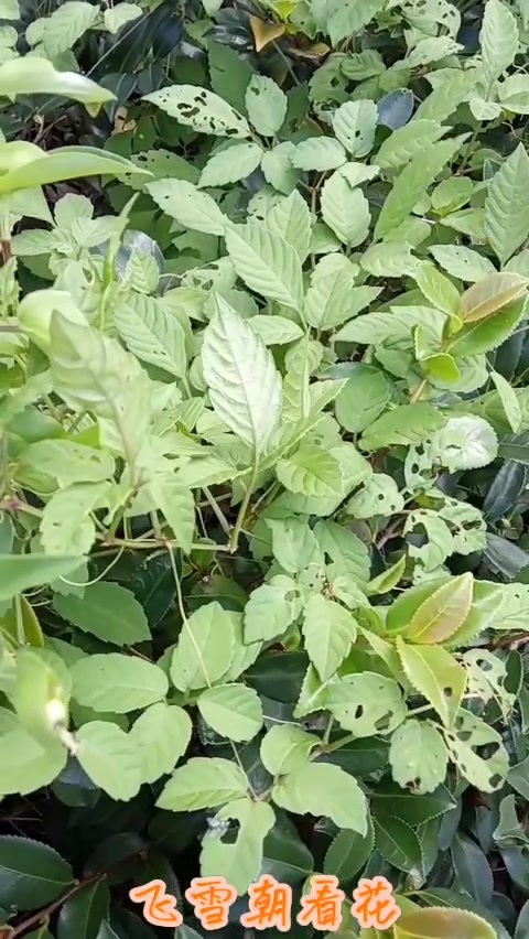 鸭跖草花势欲飞 无人看顾自攀缘