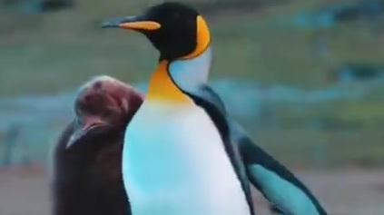 【企鹅中行走的猕猴桃王子】 国王企鹅 (亦称王企鹅 King penguin),视频中一身