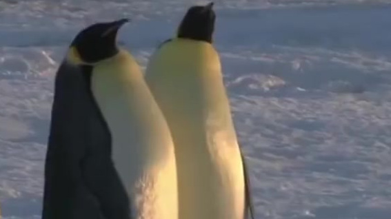 【英国南极调查组织:因气温升高,80 年内半数帝企鹅会死亡】 据时差视频消息,英国南极调查