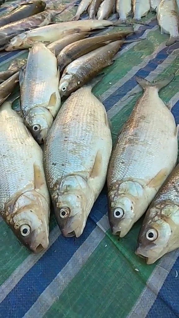 兔子鱼又一大海洄游鱼