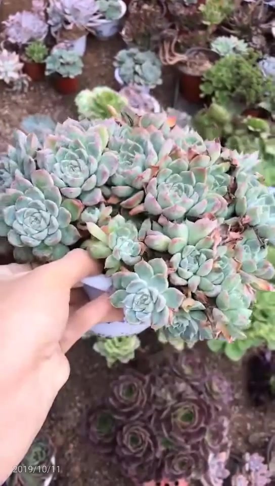 多肉雅典娜大群,爆满,绯红的笑脸,像一个纯情的少女,婀娜多姿