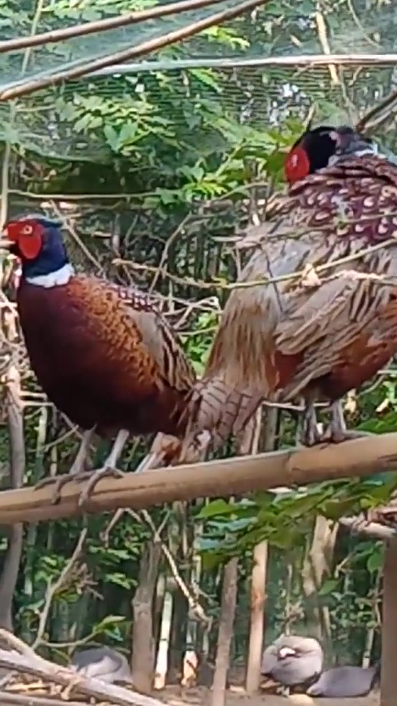 野山鸡的叫声好特别