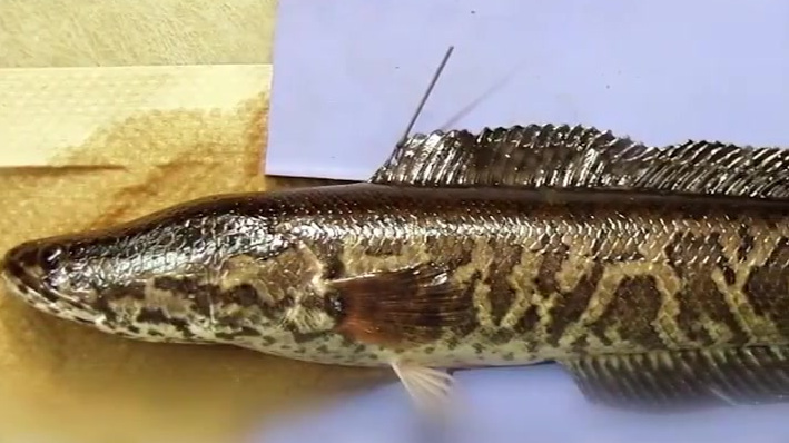 【美国佐治亚州遭黑鱼入侵,政府鼓励民众杀鱼上报】美国国家自然资源部(DNR)称,在佐治亚州