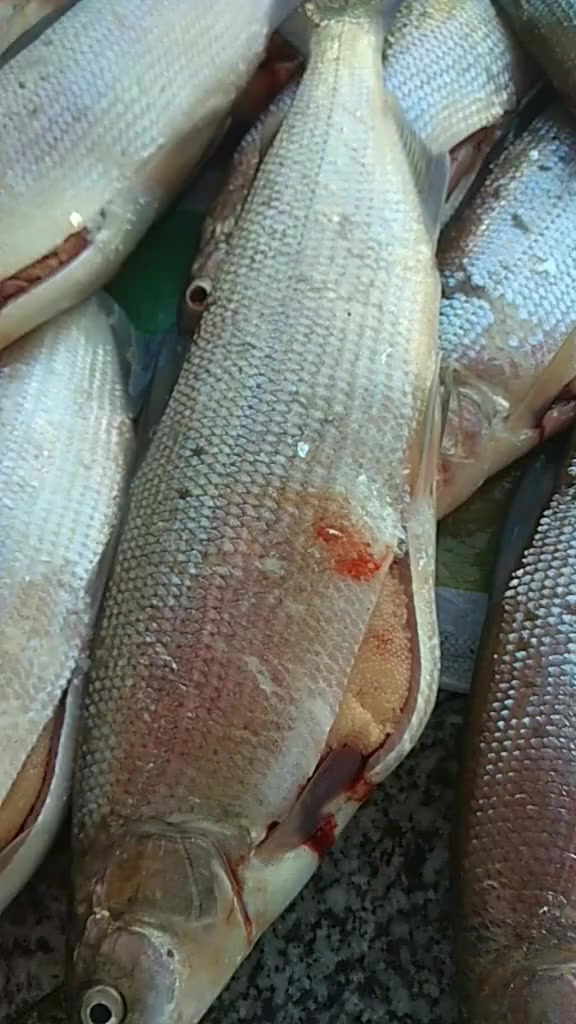 兔子鱼又一洄游鱼