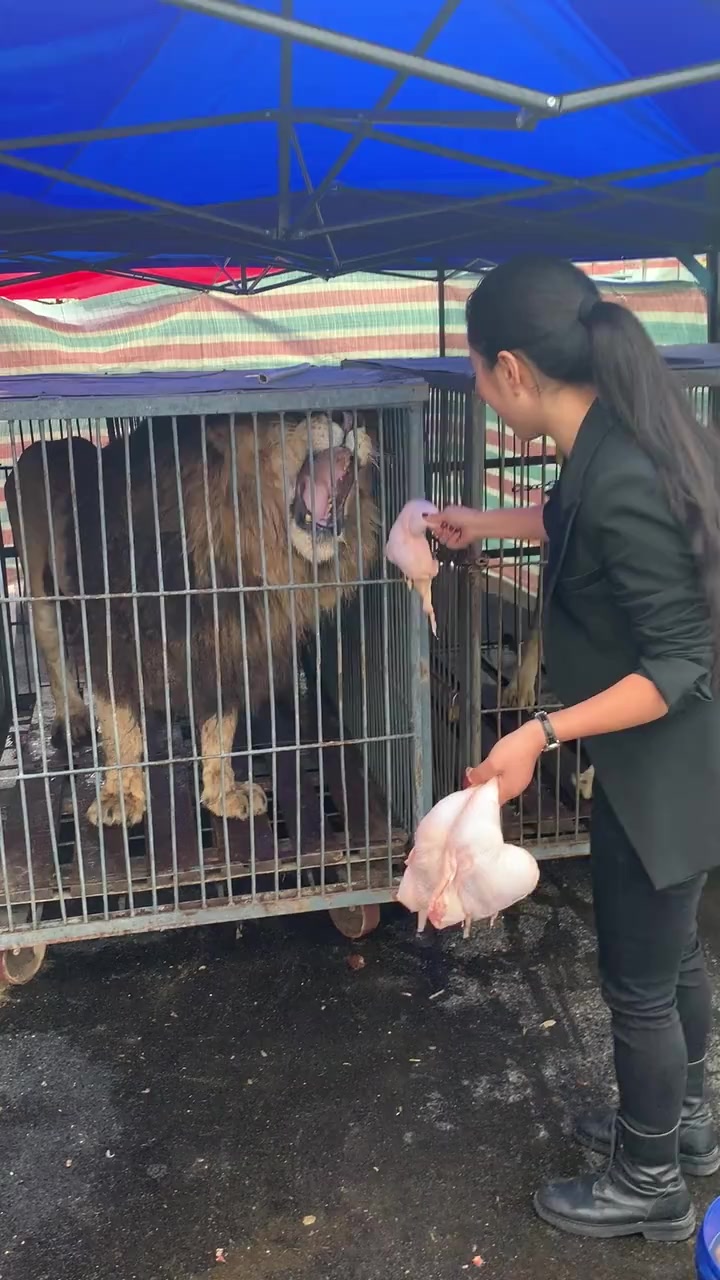 这就是传说中的美女与野兽,听到狮子的叫声,太吓人了