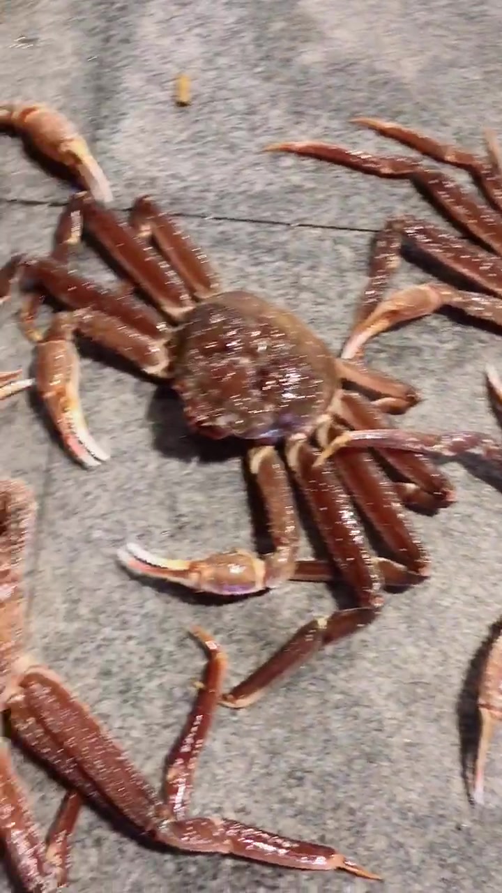 买了几只俄罗斯长脚蟹,好吃不贵,这个钱花得值!