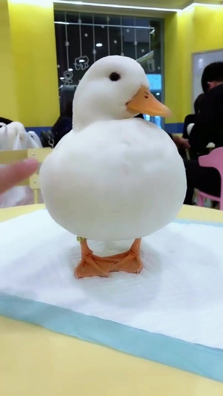 这就是王思聪的宠物鸭,一只要上万,真是贫穷限制了我的想象力